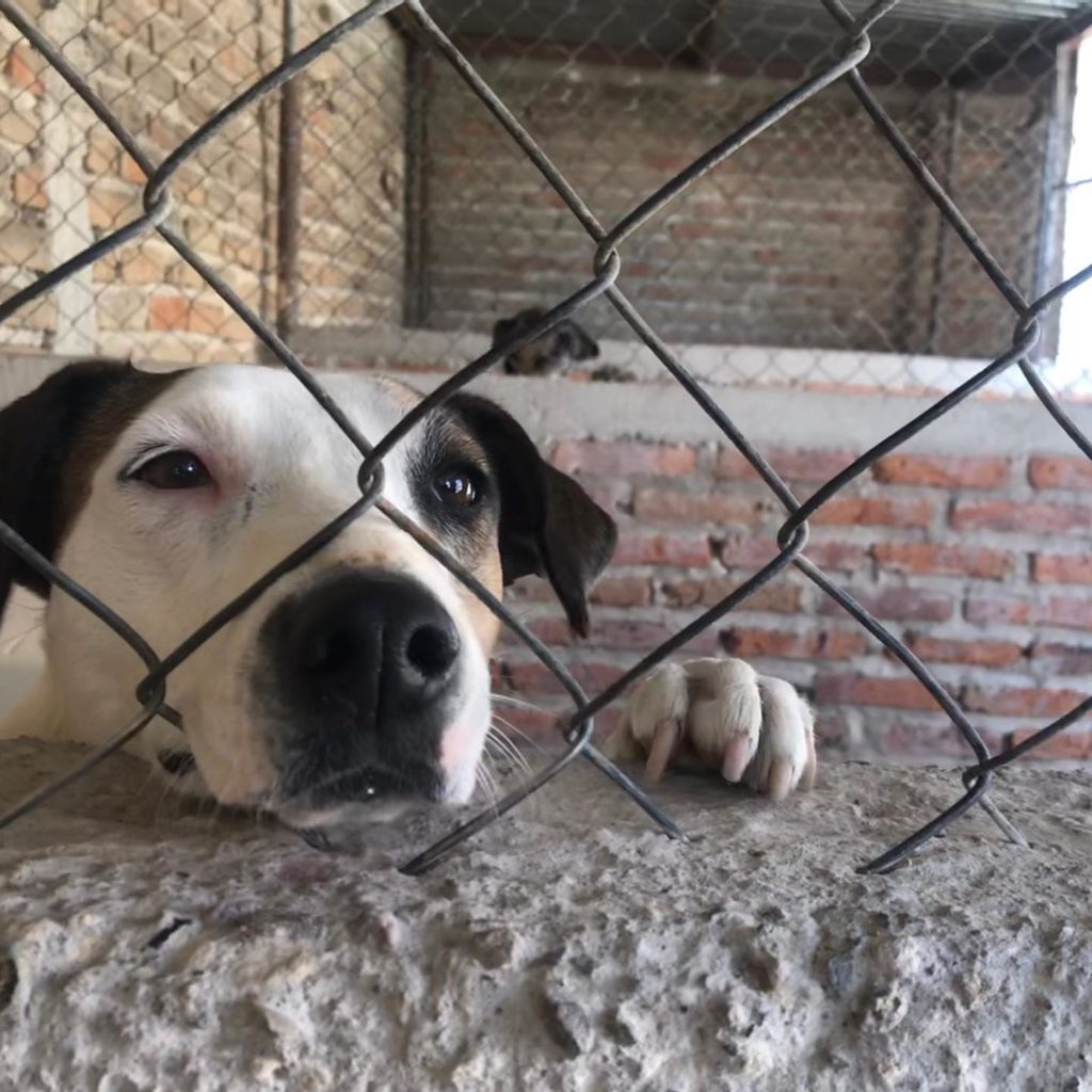 La banda Camiches lanza un video para apoyar una iniciativa que ayuda a perritos en situación de abandono o de calle.